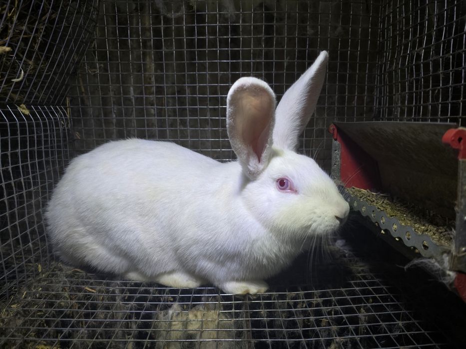 Alb Pannon Hycole Francez iepuri de carne