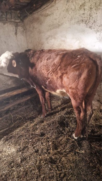 Продам бык кастрат