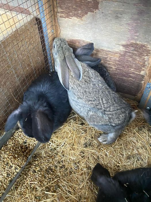 Кролики разных парод