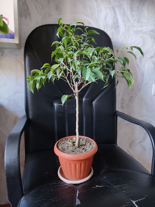 Комнатные цветы.