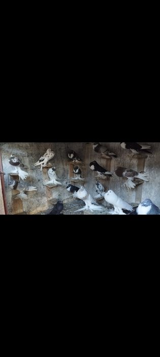 Porumbei creți francezi și gusati de pomerania