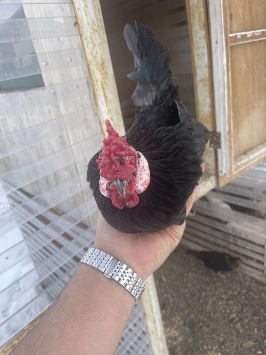 Ява петушок обмен