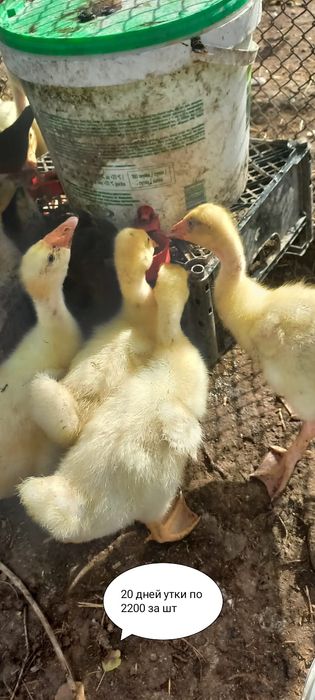 Продам утки и гусы