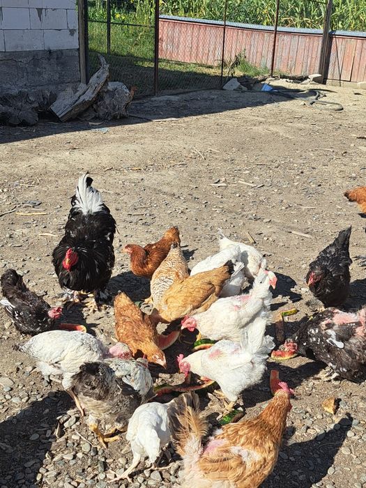 Găini si Cocoși de vânzare