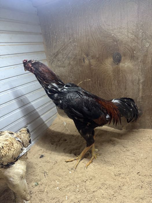 хороз сотиладии