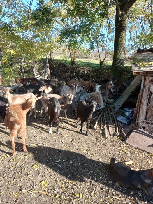 De Vânzare Capre gestante