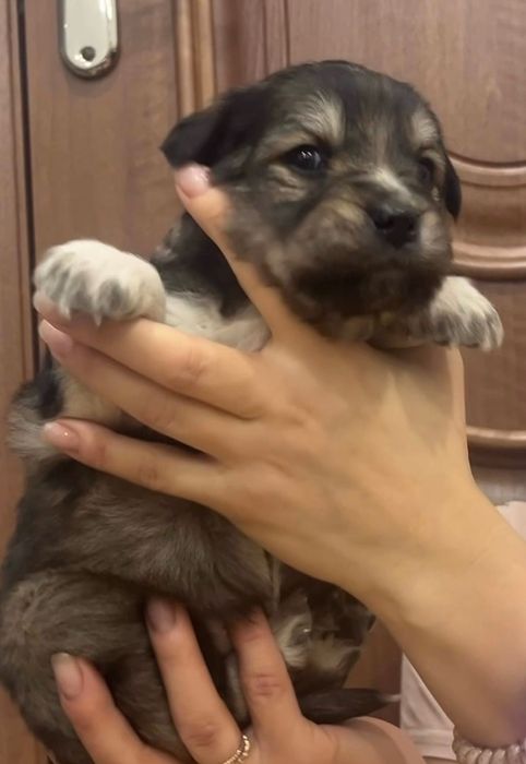 Щенки ищут свой дом