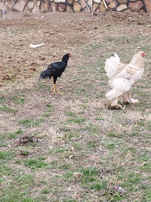 Товук хуроз жужулар бор