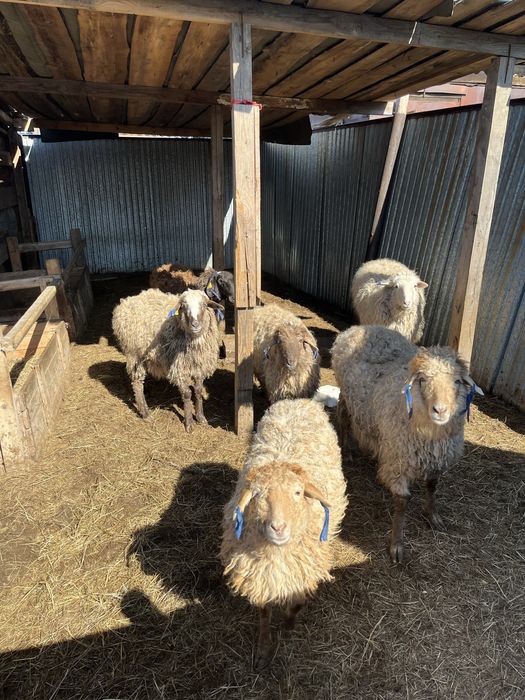 Продам оптом баранов