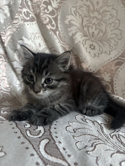 Котенок мальчик