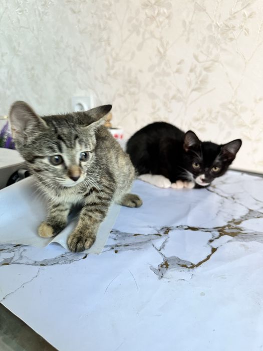 Котята в хорошие руки