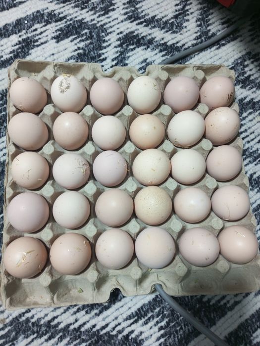 Яйцо инкубационое