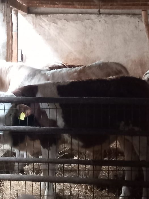 Viteii baltati de vanzare