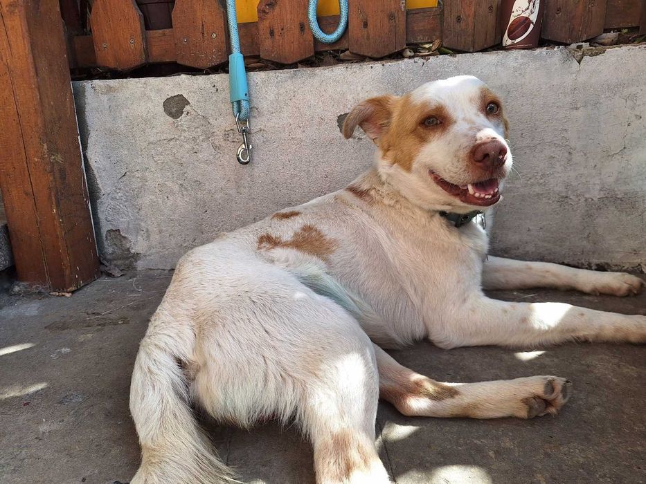 Подарява се кученце Съни