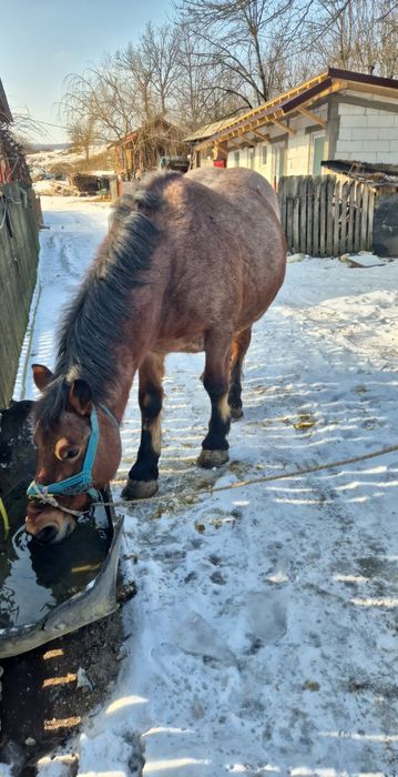 De vanzare,detalii in privat