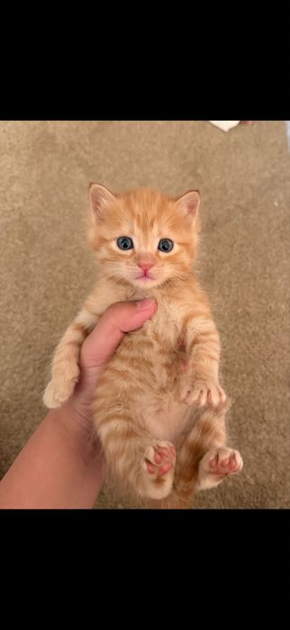 Отдаем котят в добрые руки