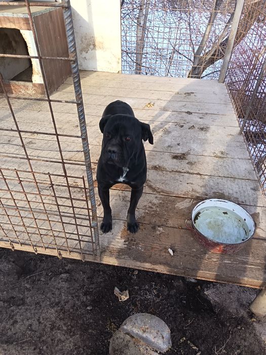 Cane Corso cu pedigri