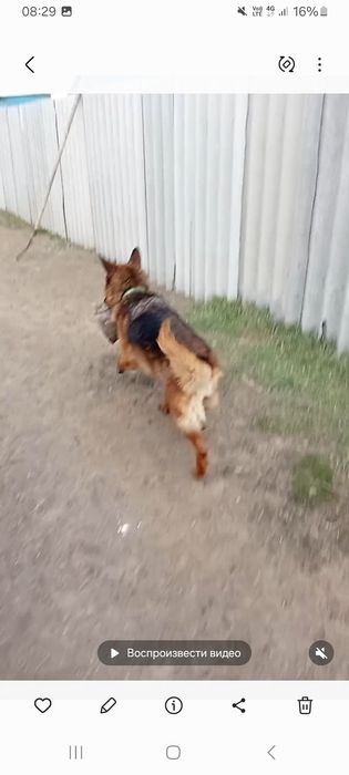 Отдам в хорошие руки