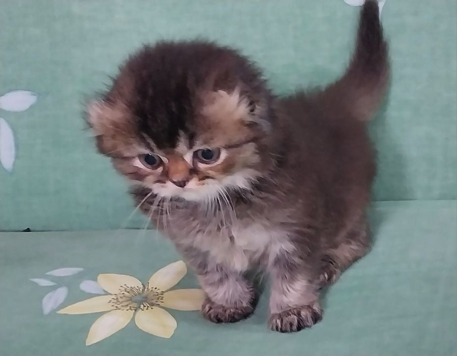 Хейланд фолд шиншила