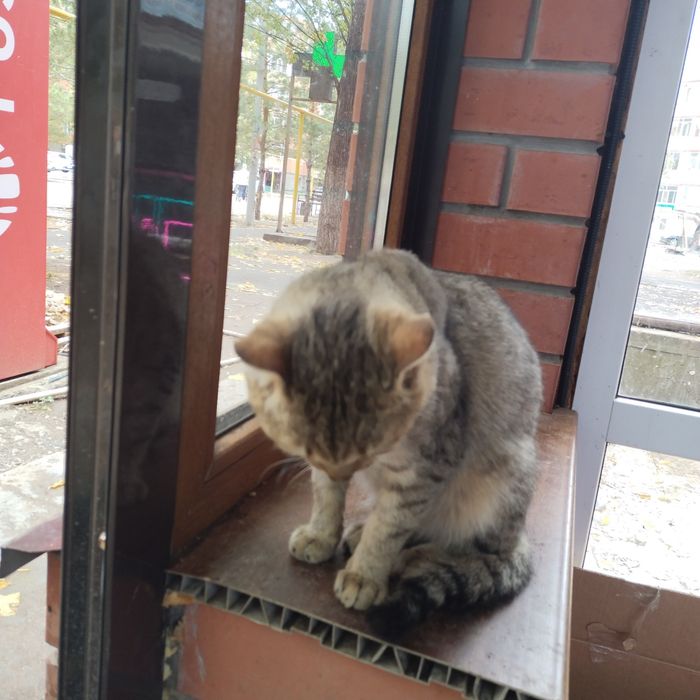 Кот несчастный в добрые руки