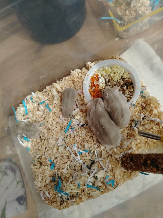 Продам семью хомяков