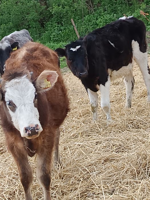 Vând două vițele de 7  luni