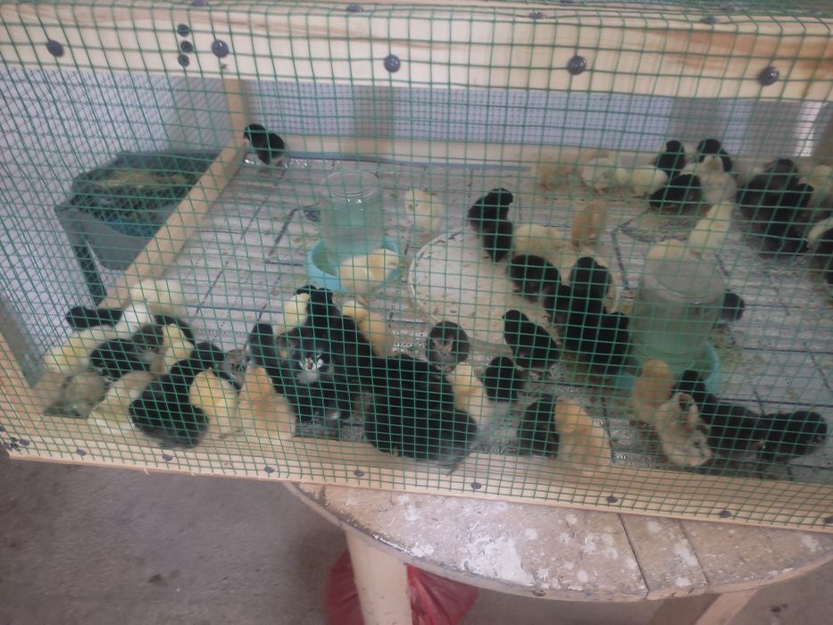 Joja sotiladi 3 kunli brama aralash 90 dona