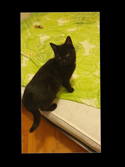 Дом за Черна принцеса, може и приемен