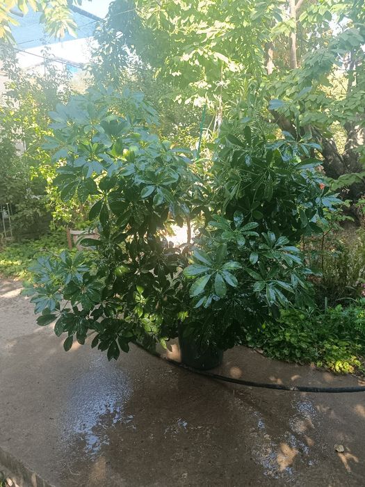Пышная.  Шефлера