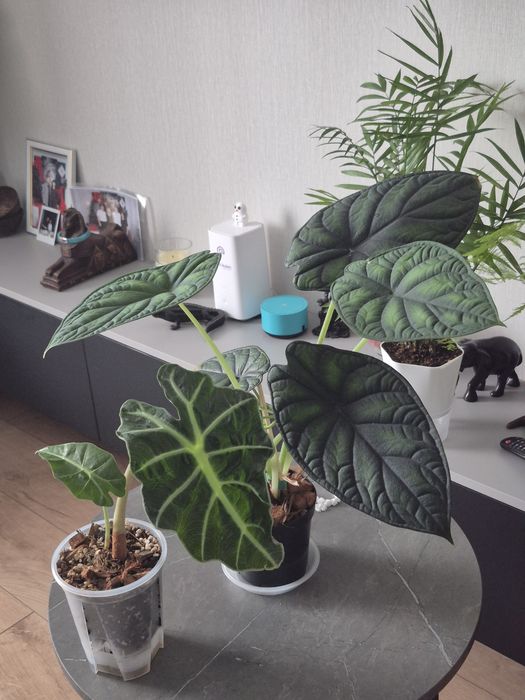 Продам комнатные цветы.