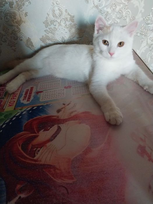 Mushuk sotiladi paroda tureskiy angora