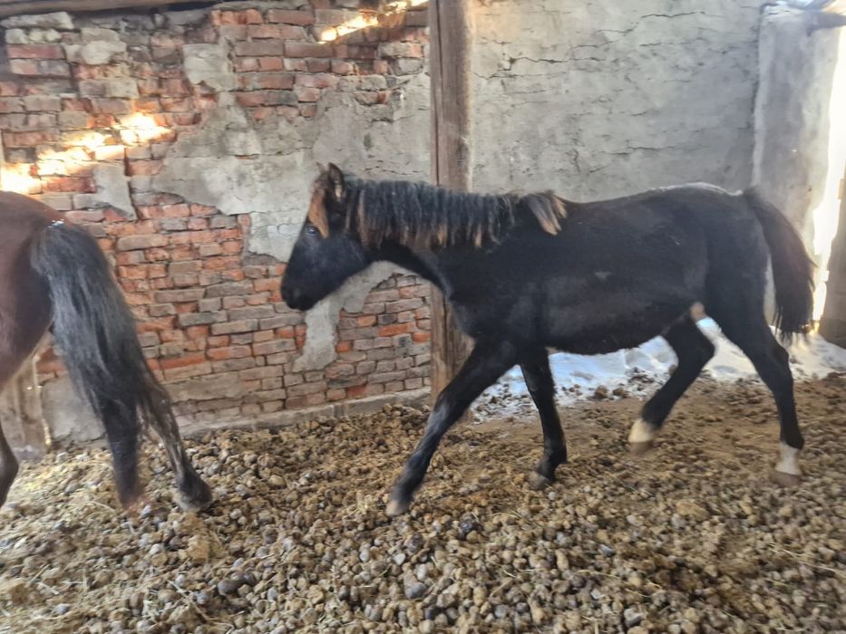 Продам   лошадь   2   года