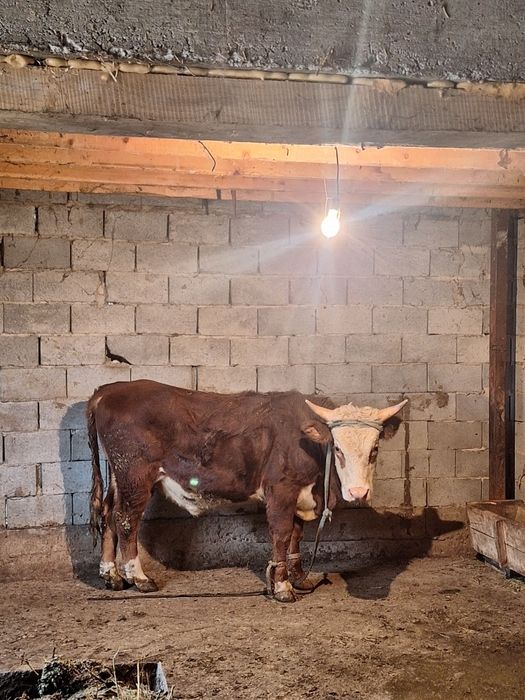 Бум жағажайдағы порно