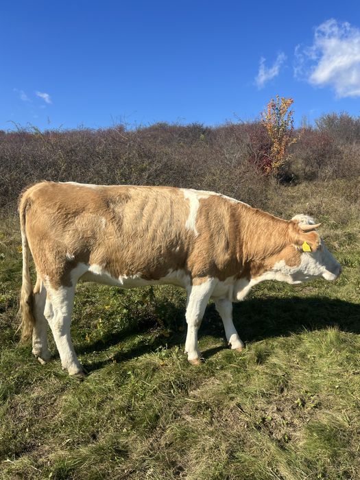 vand juninci la prima fatare