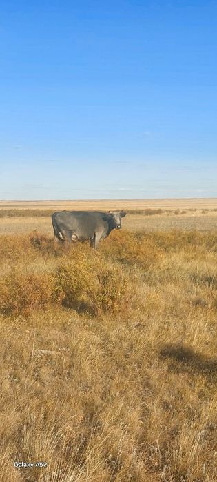 Крупно рогатый скот