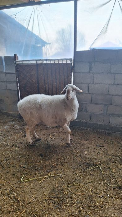 Ассалам Алейкум продаётся переярка