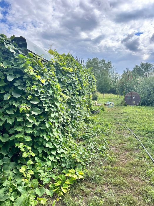 Продам дачу Восход в хорошем месте