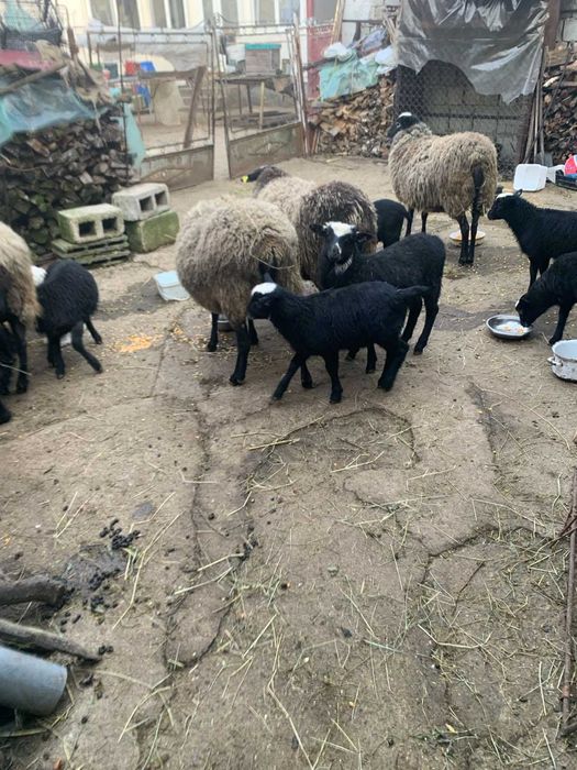 Vand oi Romanov, berbeci, miei