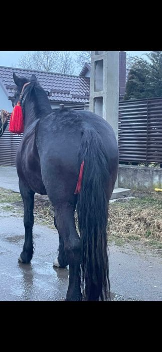 Vând sau schimb o iapă de 5 ani