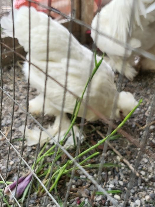 Troykalar sotiladi bir uya 4 ta