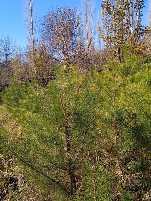 Manzarali daraxtlar archalar