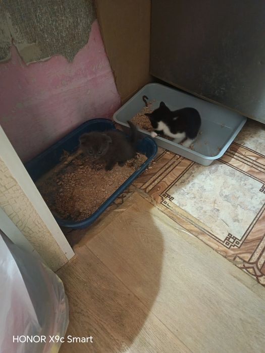 Отдам котят в добрые руки