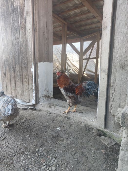 Cocoși moțați cântă și calcă, tineri încă nu au 1 an . Am scos pui cu ei.