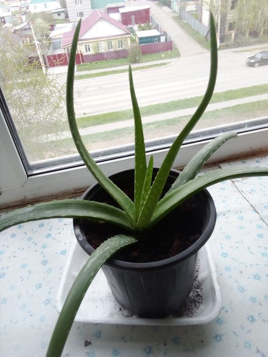 Цветок алоэ Вера