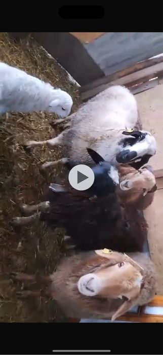 Продам овец . Самка барана