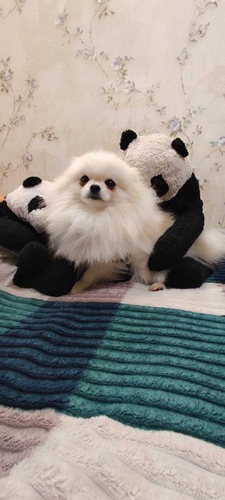 Шпиц кобель миник на вязку