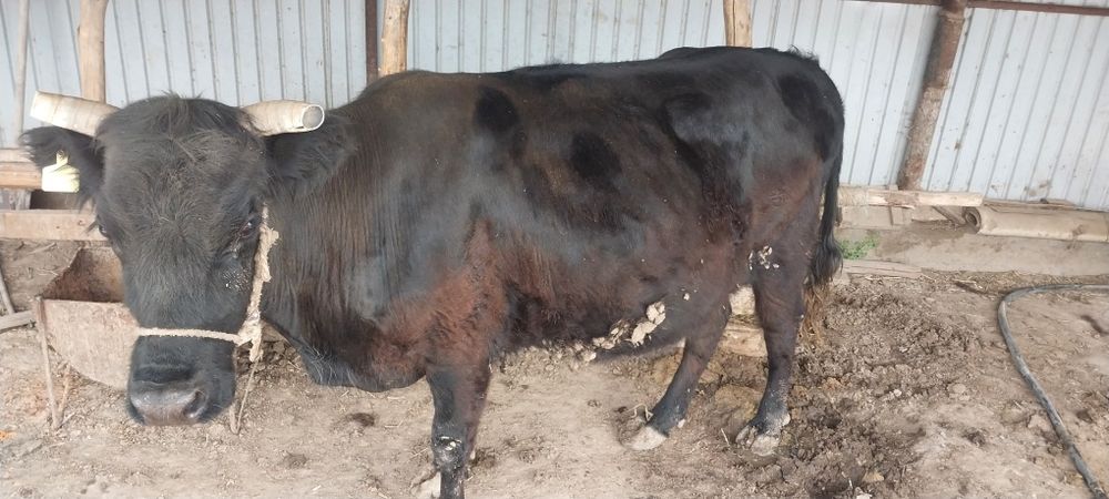 Сиыр бар май семіз