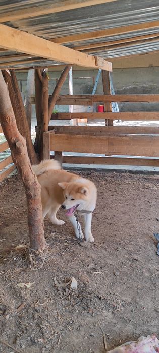 akita inu sotiladi 1yoshdan otgan urgochi toza qon klubdan olingan