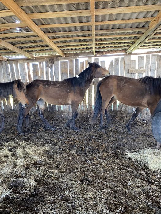 Лошади на откорм