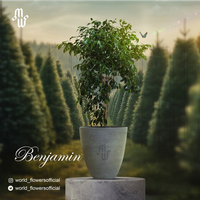 Sheflera,bijamin,fikus ( qora va yashil ),arma va boshqa gullar